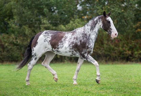 pinatlooted|Pintaloosa Horse .